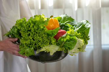 Organic fresh vegetables. Young female farmer woman holding carrying with fresh green salad vegetable in kitchen with window sunlight.