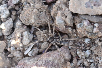 Big Wolf Spider Crawling in Rocks on Ground in Arizona 