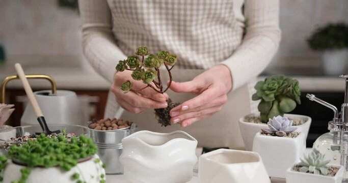 Woman holding Aeonium house Plant rooted cutting for planting potting