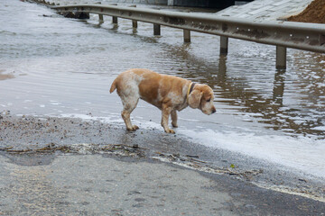 A dog in front of a flooded road due to a flooded river. Natural disaster, flood.
