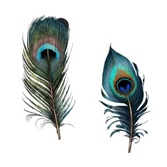 Illustration peacock feathers. Beautiful collection of vector realistic peacock feathers. For design, printing of postcards, greetings, stickers on envelopes