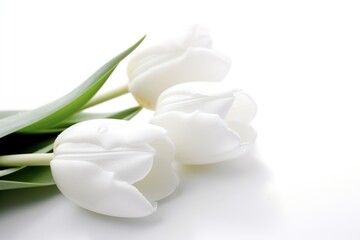 Fototapeta premium White tulip background. Generative AI.