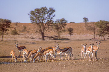 Springbok Drinking in the Kalahari