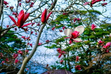 pink tree