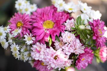 Obraz premium Pink asters flowerbed. Beautiful flowers in the garden. Aster petals close up. Bright romantic floral background. Purple flowers on a green background. Flowering plant