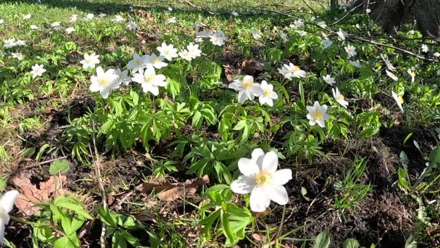 a group of white flowers of delicate Anemone blanda blooming in unison 