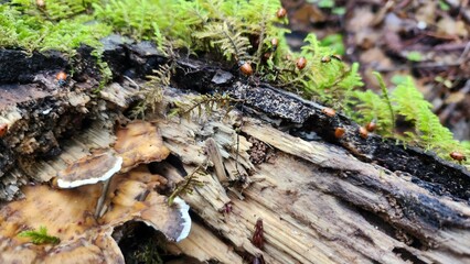 ladybugs on a log