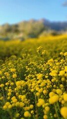 Obraz premium field of yellow flowers