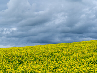 Fototapeta premium Amazing view of yellow rapeseed fields during spring season. Agricultural fields with green and yellow colors. Dark sky due to thunderstorm. Bad weather. Contrast between sky and earth. Dramatic sky