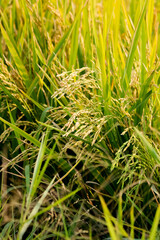 close up of paddy rice
