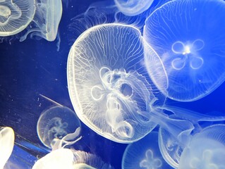 jellyfish in water
