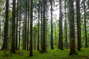 Fototapeta na wymiar Beautiful green mossy forest landscape with conifer trees.