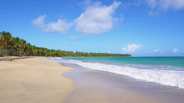 Caribbean beach with coconut palms on golden sand. Idyllic seascapes of the Dominican Republic. The picturesque coast of a paradise island with a bright natural landscape. Sea waves with white foam.