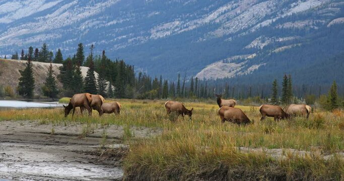 Herd of cow elk grazing along river with two bulls protecting the harem, Canada.