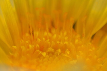 ガザニアの雄蕊