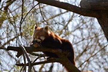 Obraz premium A red baby panda lying on a branch in the zoo of Basel