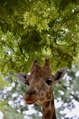 Close up of a giraffe's head captured in the Zoo of Basel