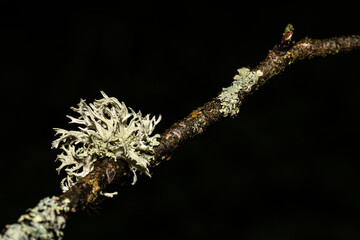 moss green forest wet spring fresh nature macro closeup