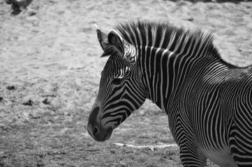 Fototapeta na wymiar zebra in the zoo in black and white