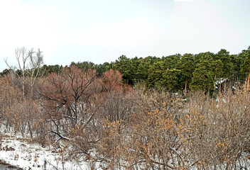 banks of the winter river covered with forest