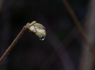 forest bud drop water rain dew spring fresh