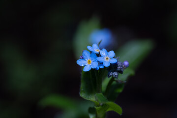 Flower Purple blue spring forest nature