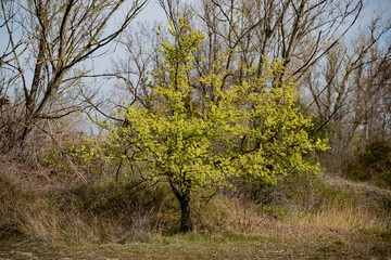 tree in spring