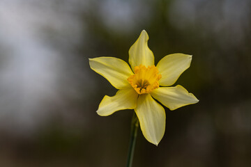 Daffodil narcissus flower
