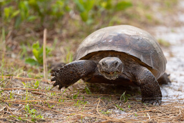 A gopher tortoise (Gopherus polyphemus), a native Florida turtle species, walking in the woods in...