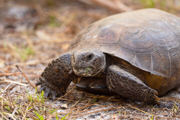 A gopher tortoise (Gopherus polyphemus), a native Florida turtle species, walking in the woods in Sarasota, Florida