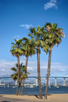 palm trees with Coronado Bay bridge in San Diego California