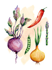 Vegetables hand drawn illustration isolated on transparent background. Botanical clip art collection on beige watercolor spot. Watercolor garden plants poster print.