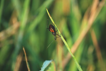 Platymeris biguttatus or two-spotted assassin bug is a venomous predatory true bug of west and southwest African origin ranging in size from 10–40 mm