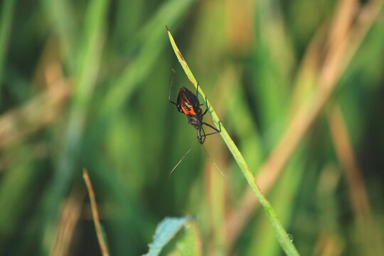 Platymeris biguttatus or two-spotted assassin bug is a venomous predatory true bug of west and southwest African origin ranging in size from 10&ndash;40 mm