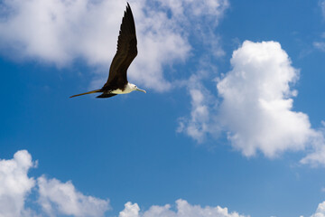 photo of fregatidae bird, copy space. fregatidae bird in summer. fregatidae bird flying in the sky
