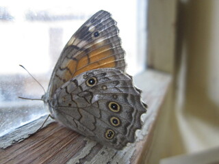 close up of a beautiful brown and orange butterfly on a window in the morning