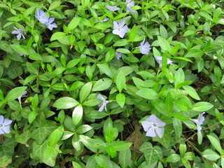 bright violet or blue wild periwinkle vinca ornamental flower in bloom on a meadow in the forest