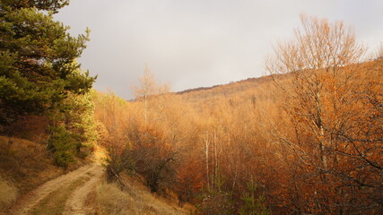 Fototapeta premium colorful autumn forest, realistic landscape