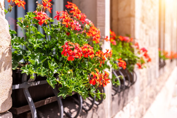 Fototapeta na wymiar Fresh red green pelargonium flowers in flowerpot box on windowsill of old stone ancient building facade in Europe city street. Geranium plant blossom in pot on window sill outdoors on sunny day