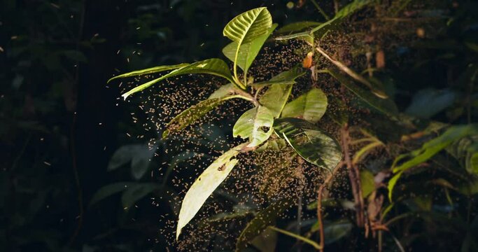 A swarm of hundreds of sand flies often carrying leishmaniasis are flying around a plant in the rainforest. close-up shot