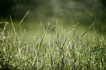 Grass in the dew on an early spring sunny morning