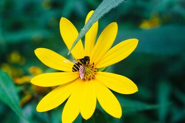 bee on flower