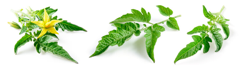 Tomato leaf isolated. Tomato leaves with flower on white background. Tomato leaf and branch for...