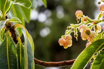 Selbstklebende Fototapete Kanarische Inseln The beautiful Arbutus Canariensis, Canary Strawberry Tree, is highlighted by the warm sunlight, showcasing the details of its growth with fresh leaves and flowers providing a stunning close-up view.
