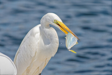 Close up of a Great Egret moments after it stole a Pinfish from fisherman's bait well.