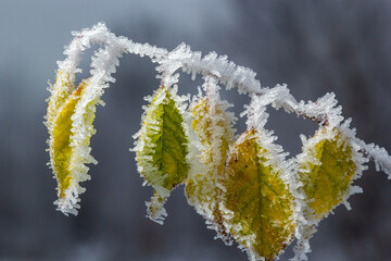Autumn yellow leaf on a branch in frost needles. Morning frost. Rime. Late fall