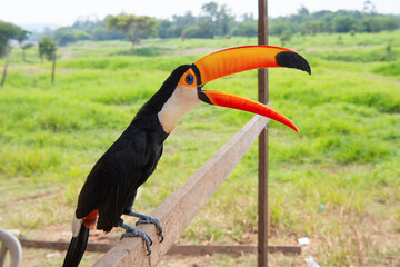 toucan in wildlife with open orange beak. photo of toucan in wildlife outside.