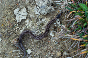 Adder viper snake Vipera berus getting away from the stone