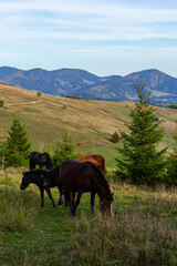 Horses graze near the mountain in the pasture in the autumn