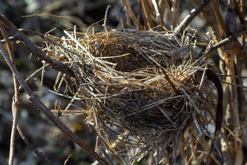 Empty bird's nest. Spring forest, in the bush there is an abandoned nest of a bird, which may return to lay eggs and raise offspring